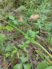 Cruciata glabra