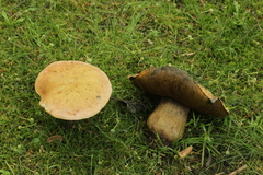 Suillellus luridus
