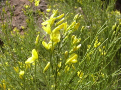 Genista jimenezii