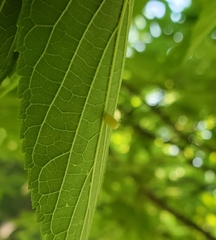 Celticecis pyriformis