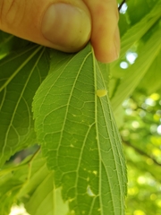 Celticecis pyriformis