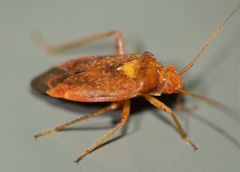 Chinamiris unicolor
