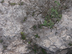 Lafuentea rotundifolia
