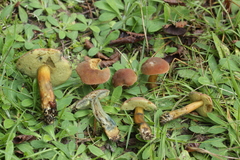 Hortiboletus bubalinus