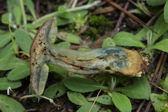 Hortiboletus bubalinus