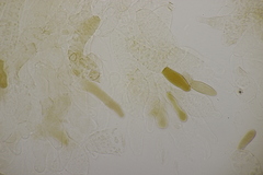 Hortiboletus bubalinus