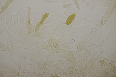 Hortiboletus bubalinus