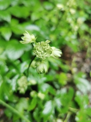 Astrantia