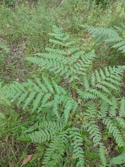 Pteridium pinetorum