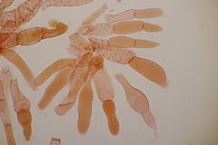 Hortiboletus bubalinus