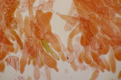 Hortiboletus bubalinus