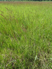 Hordeum brevisubulatum