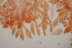 Hortiboletus bubalinus