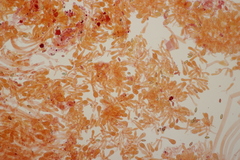 Hortiboletus bubalinus