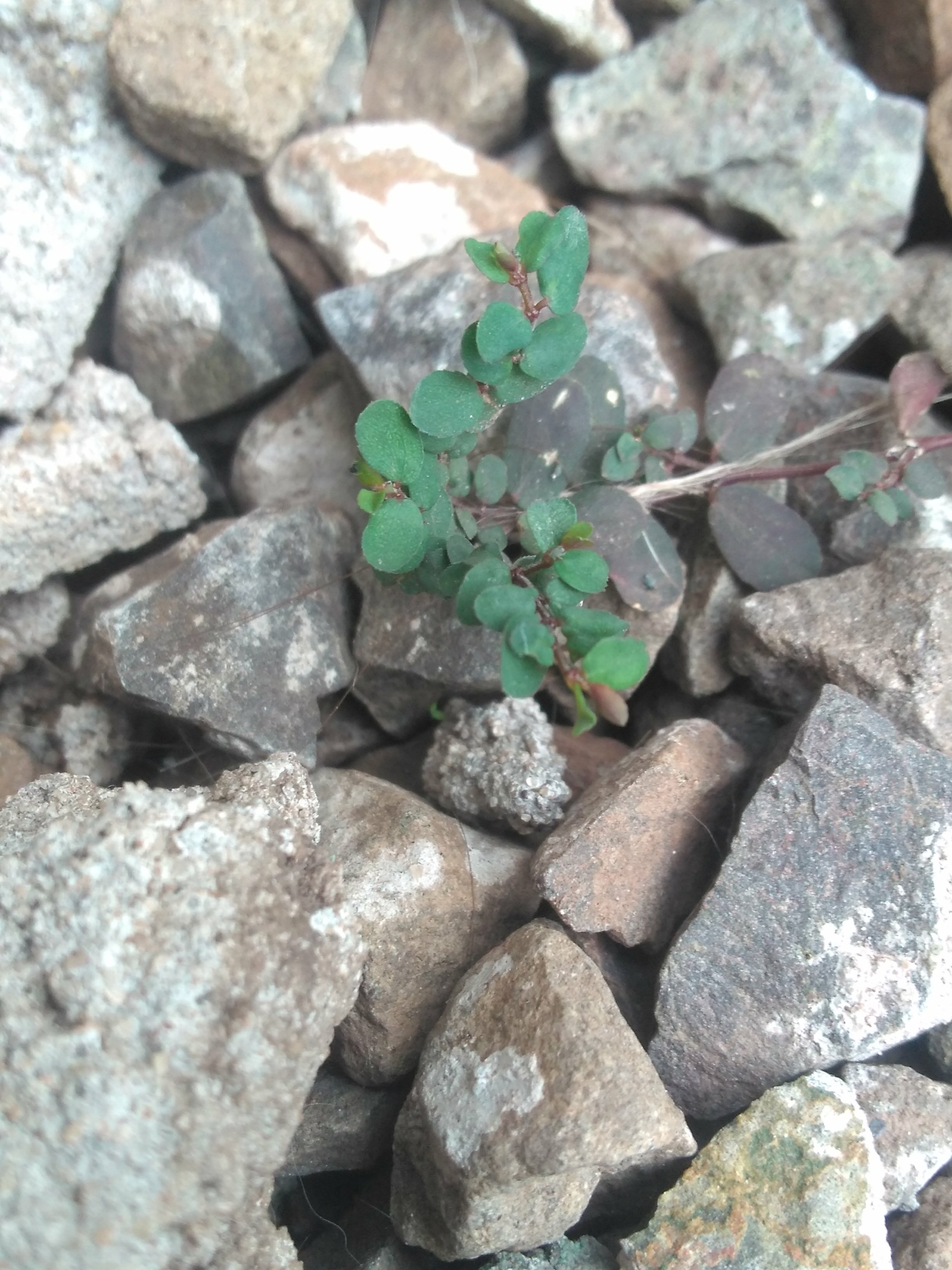 Euphorbia prostrata