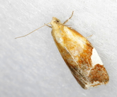 Clepsis persicana