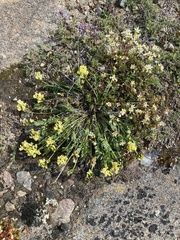 Oxytropis maydelliana
