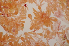 Hortiboletus bubalinus