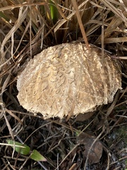 Boletellus ananas image