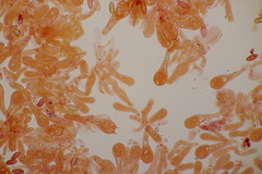 Hortiboletus bubalinus