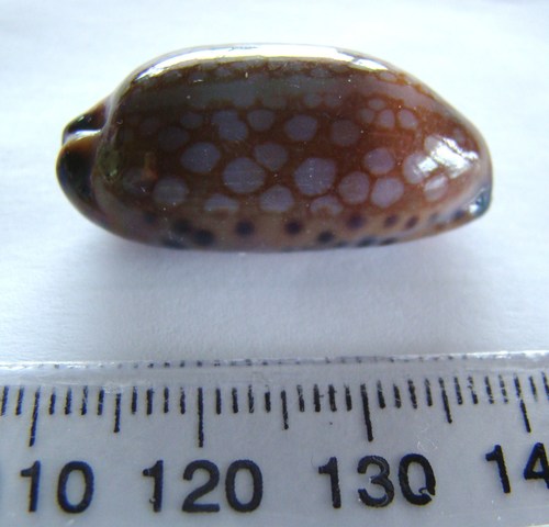 Mauritia scurra