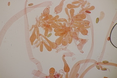 Hortiboletus bubalinus