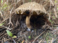 Boletellus ananas image