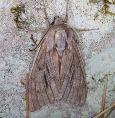 Lapara bombycoides