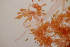 Hortiboletus bubalinus