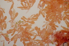 Hortiboletus bubalinus