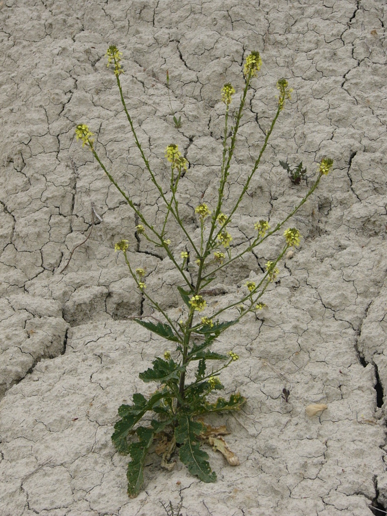 Guiraoa