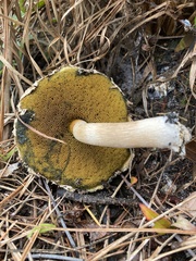 Boletellus ananas image