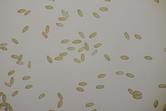 Hortiboletus bubalinus