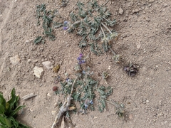 Oxytropis oreophila