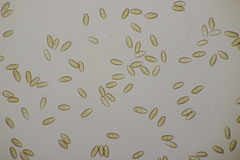 Hortiboletus bubalinus