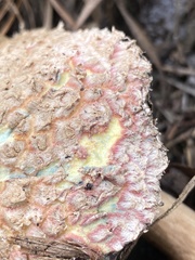 Boletellus ananas image