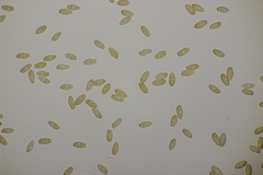 Hortiboletus bubalinus