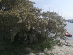 Hippophae rhamnoides