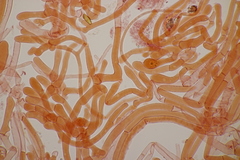 Hortiboletus bubalinus