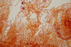 Hortiboletus bubalinus