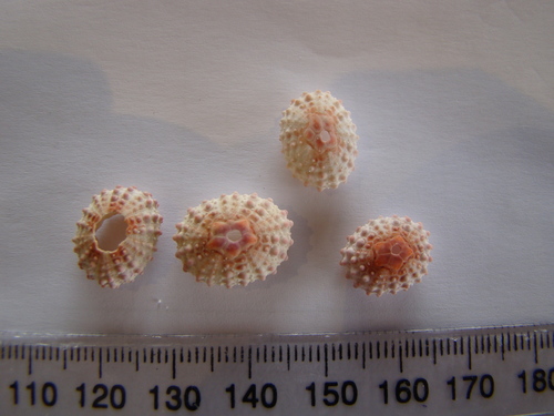 White Spot Urchin