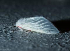 Aithorape albicostata