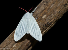 Aithorape albicostata