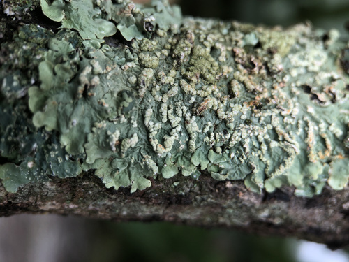 Shadow Greenshield Lichen