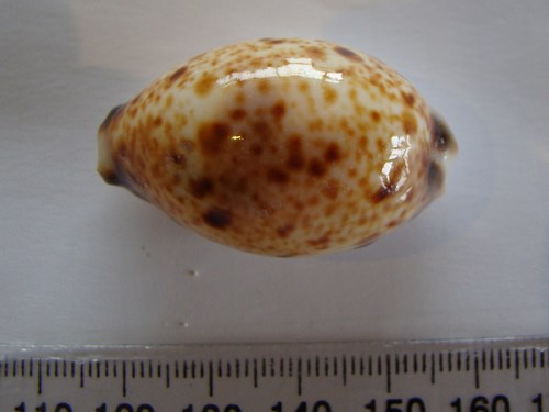 Lyncina lynx