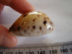 Lyncina lynx
