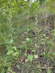 Campanula bononiensis