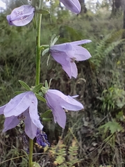Campanula bononiensis