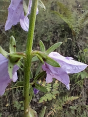 Campanula bononiensis