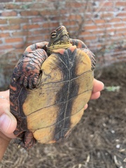 Rhinoclemmys pulcherrima pulcherrima